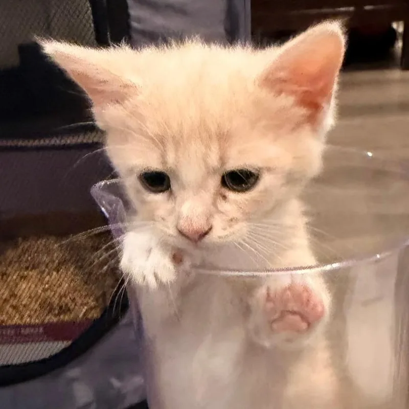 A baby small-sized female Buff / Tan / Fawn Domestic Short Hair cat named Ruby for adoption in Houston, TX