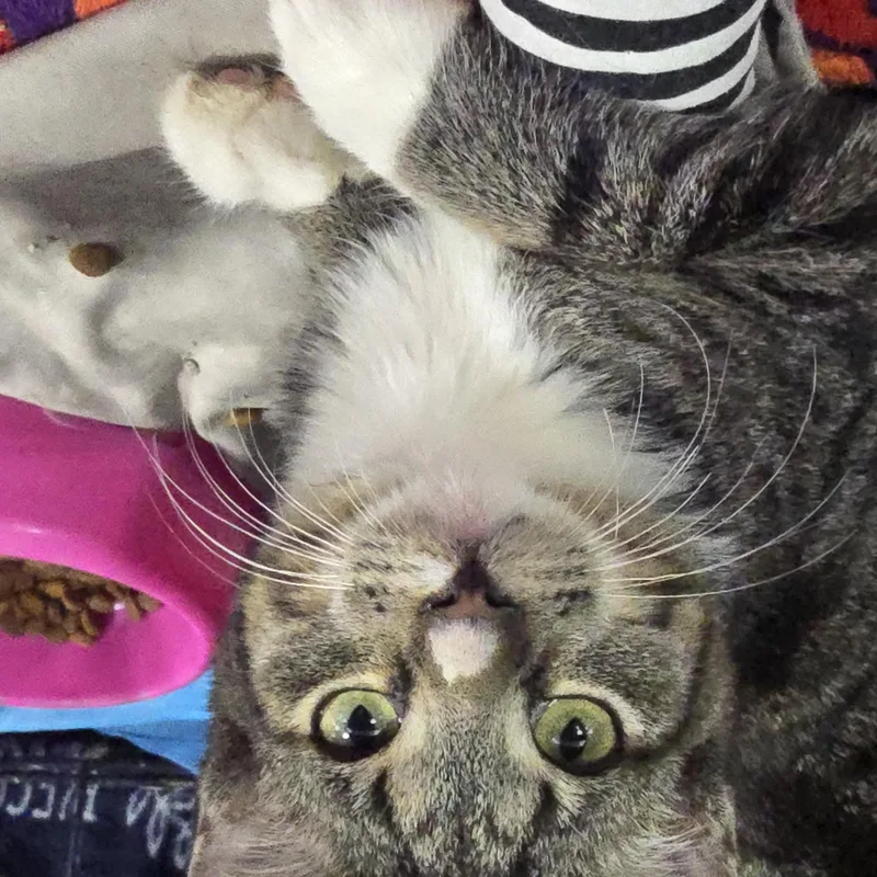 A young medium-sized male Tabby (Buff / Tan / Fawn) Domestic Short Hair cat named Bo for adoption in East Lansing, MI