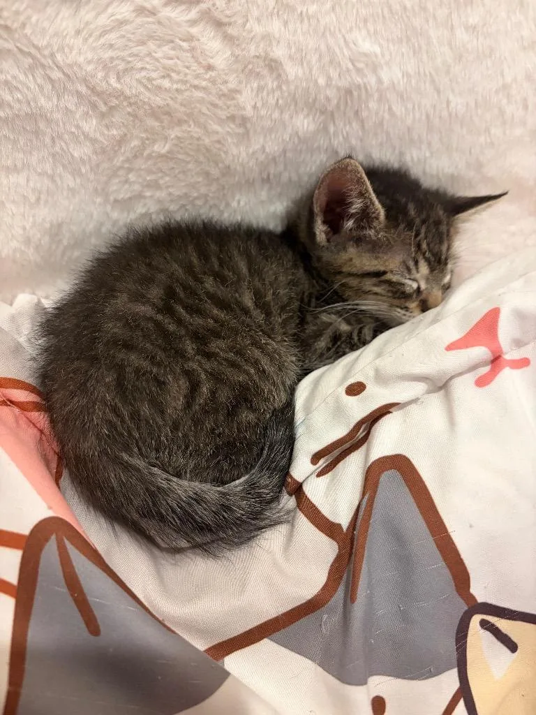 A baby medium-sized male Domestic Short Hair cat named Inigo for adoption in New Orleans, LA