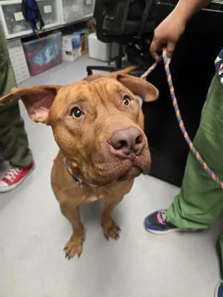 An adult large-sized male Mixed Breed dog named Brando for adoption in West Chester, PA