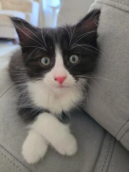 A baby medium-sized male Black & White / Tuxedo Domestic Short Hair cat named Maynard for adoption in Tinley Park, IL