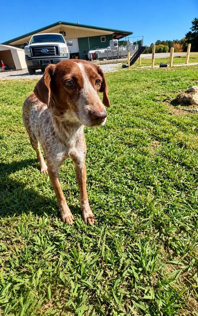An adult large-sized female German Shorthaired Pointer dog named Madeline stray hold till for adoption in Chickamauga , GA