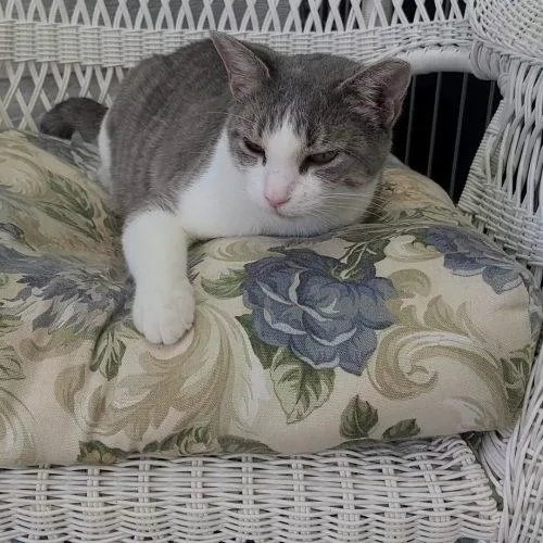 An adult medium-sized female Tabby (Gray / Blue / Silver) Domestic Short Hair cat named Ketanji for adoption in Elizabeth, IL