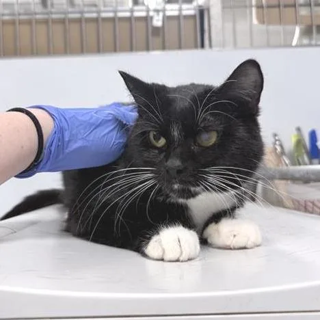 An adult medium-sized female Black Domestic Short Hair cat named Bloom for adoption in New York, NY