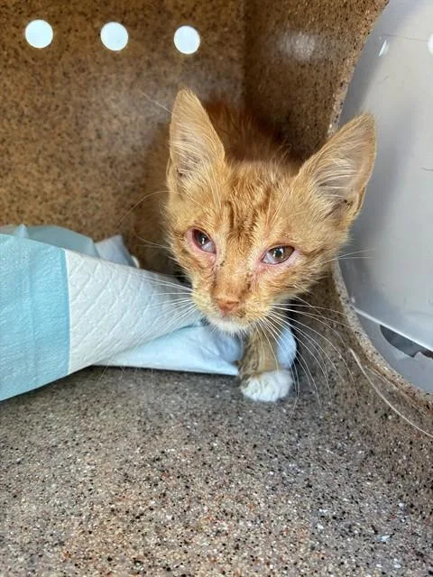 A baby small-sized male Domestic Short Hair cat named Orange Crush for adoption in Stockton, CA