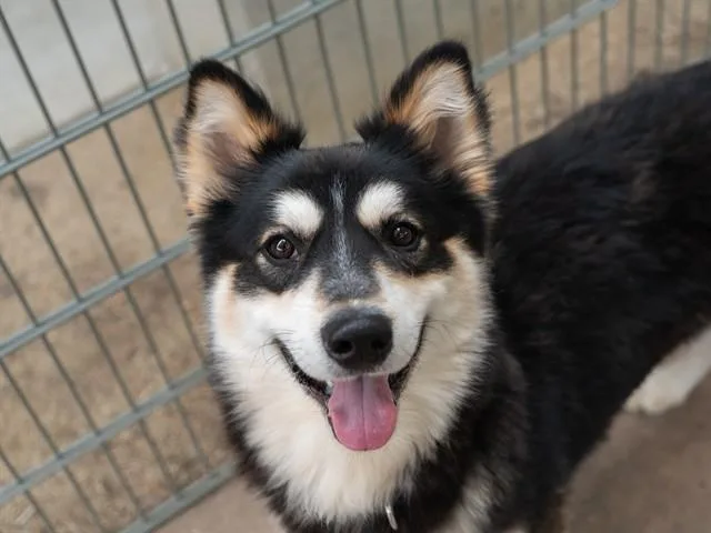 A young small-sized male Siberian Husky dog named Hubble for adoption in Martinez, CA