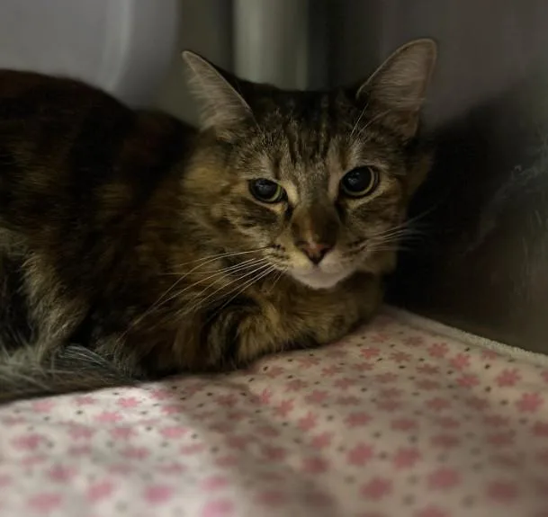 A young small-sized female Domestic Medium Hair cat named A for adoption in Alameda, CA