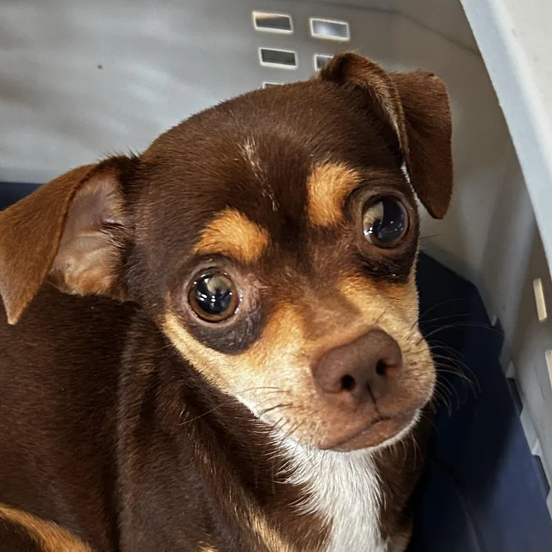 A young small-sized female Brown / Chocolate Mixed Breed dog named Topanga Nursing Auggie for adoption in Leander, TX