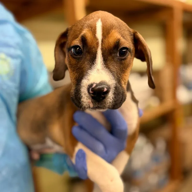 A baby medium-sized male Yellow / Tan / Blond / Fawn Mixed Breed dog named Buddy for adoption in Wantagh, NY