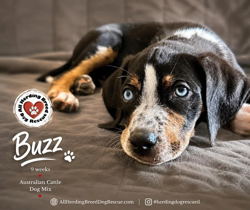 Buzz thumbnail 2