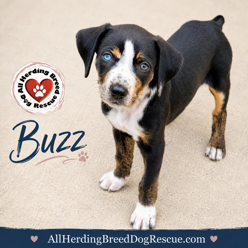 Buzz thumbnail 5