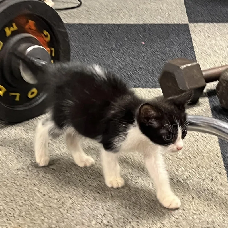 Banjo