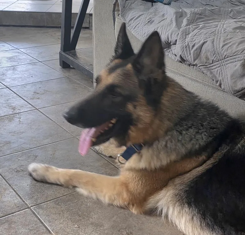 An adult large-sized female Brown / Chocolate German Shepherd Dog dog named Roxie for adoption in Houston, TX
