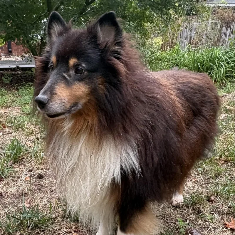 An adult medium-sized male Shetland Sheepdog / Sheltie dog named Tonic for adoption in Rock Hill, SC