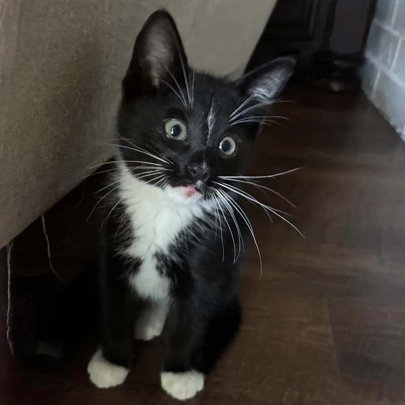 A baby small-sized male Black Domestic Short Hair cat named Simon for adoption in Flower Mound, TX