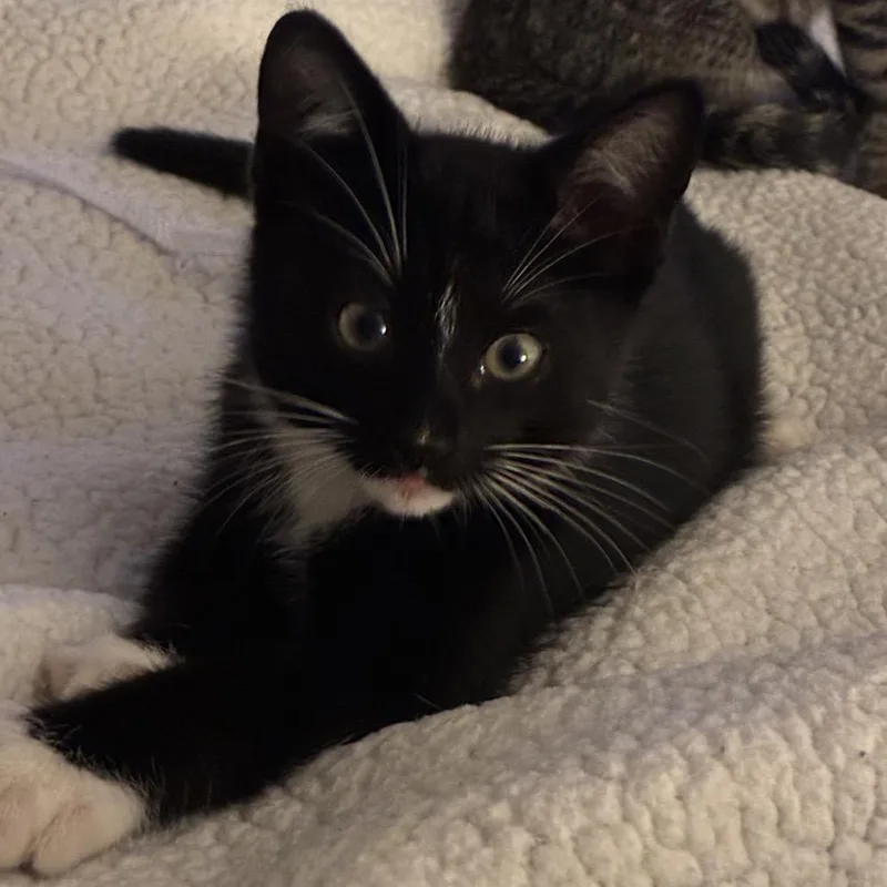 Simon thumbnail 3