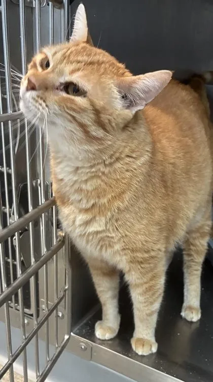 An adult small-sized male Domestic Short Hair cat named Rusty for adoption in Beatrice, NE