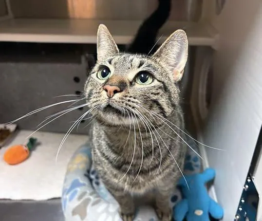 An adult large-sized female Tabby (Brown / Chocolate) Domestic Short Hair cat named Beyonce for adoption in Nashville, TN