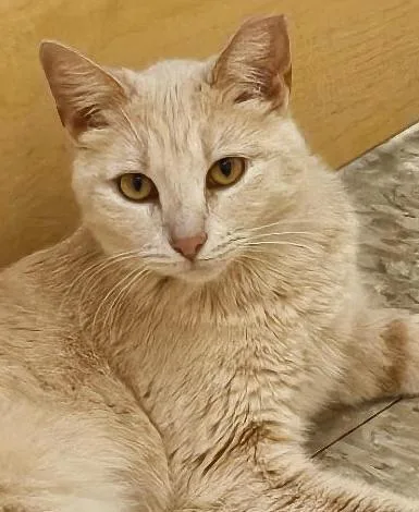 An adult medium-sized female Buff / Tan / Fawn Domestic Short Hair cat named Teapot for adoption in Tulsa, OK
