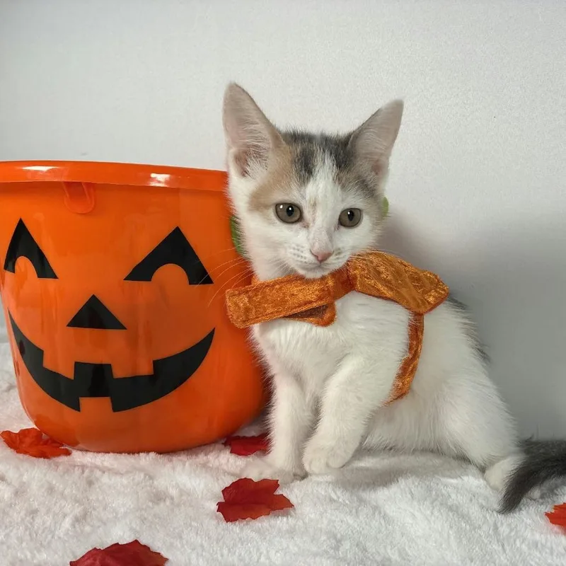 A baby small-sized female Domestic Short Hair cat named Rowena for adoption in Johnson City, TN