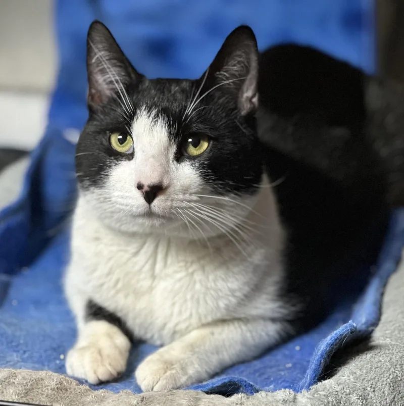 An adult medium-sized male Black & White / Tuxedo Domestic Short Hair cat named Purrlock Holmes for adoption in Newtown Square, PA