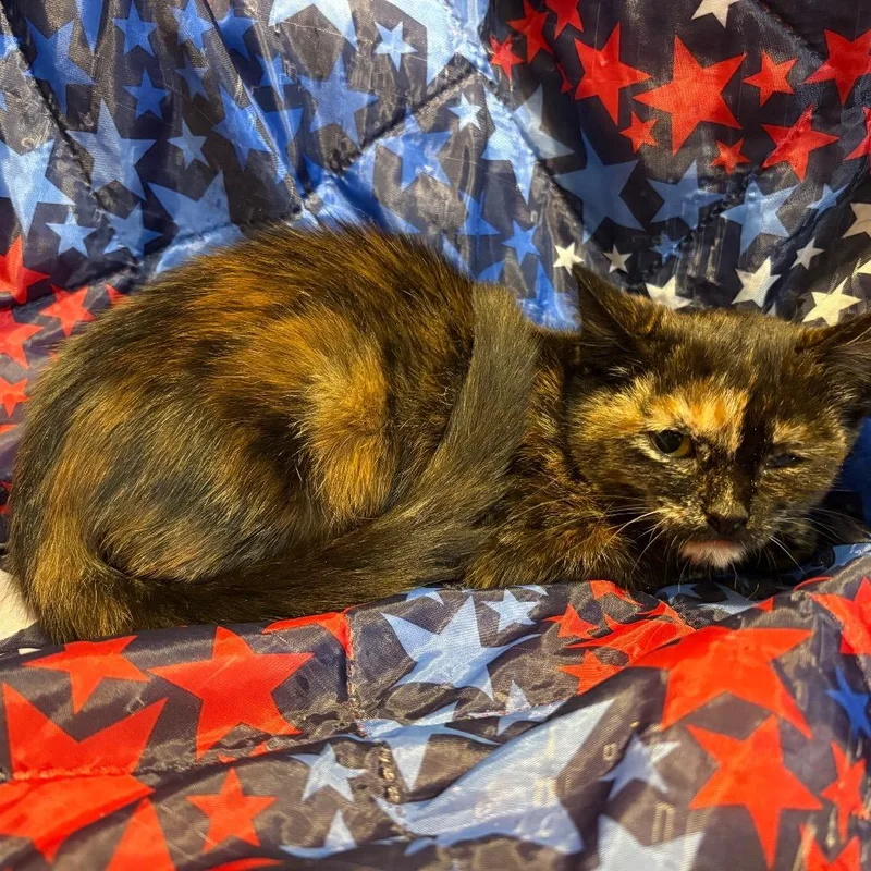 A baby small-sized female Tortoiseshell Domestic Medium Hair cat named Eclipse for adoption in Fredericksburg, VA
