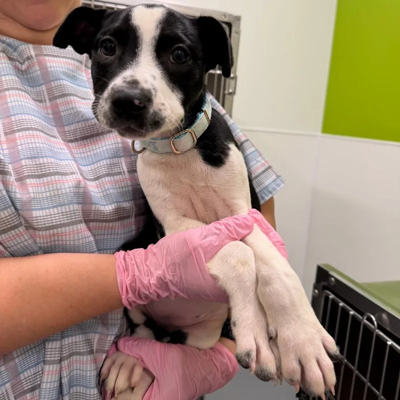 A baby medium-sized female Black Pit Bull Terrier dog named Hopscotch for adoption in Austin, TX