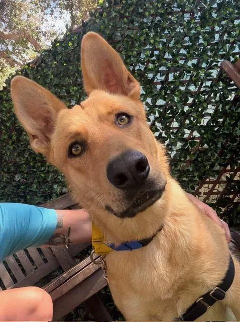A young large-sized male German Shepherd Dog dog named Rodney for adoption in Santa Barbara, CA