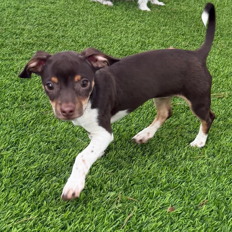 A baby small-sized female Brown / Chocolate Chihuahua dog named Patty for adoption in Las Vegas, NV