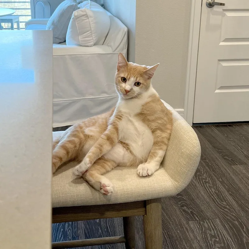 An adult large-sized male Orange / Red Domestic Short Hair cat named Hooligan for adoption in Austin, TX
