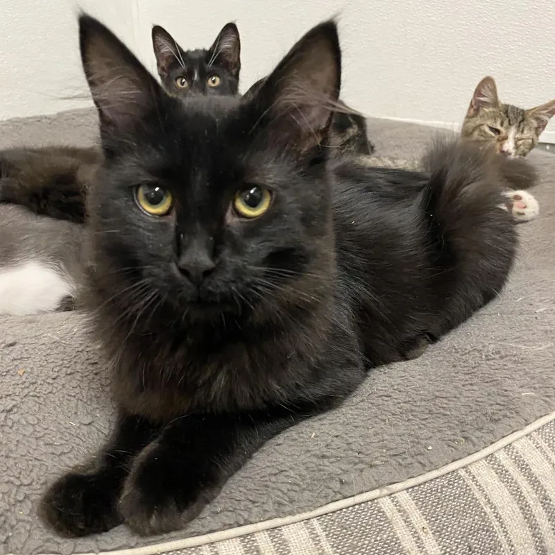 A young medium-sized male Black Domestic Medium Hair cat named Kuro for adoption in Westminster, CA