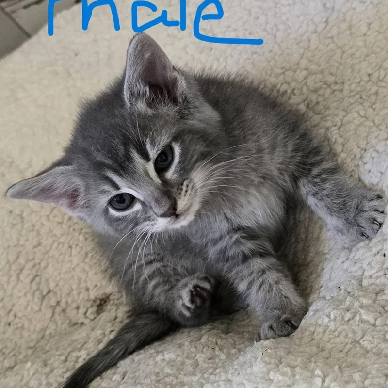 A baby small-sized male Domestic Short Hair cat named Catniss Everclean for adoption in New Tazewell, TN