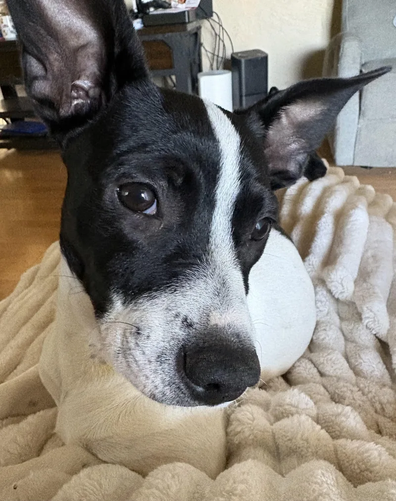 A baby small-sized female White / Cream Chiweenie dog named Zelda for adoption in Oakdale, CA