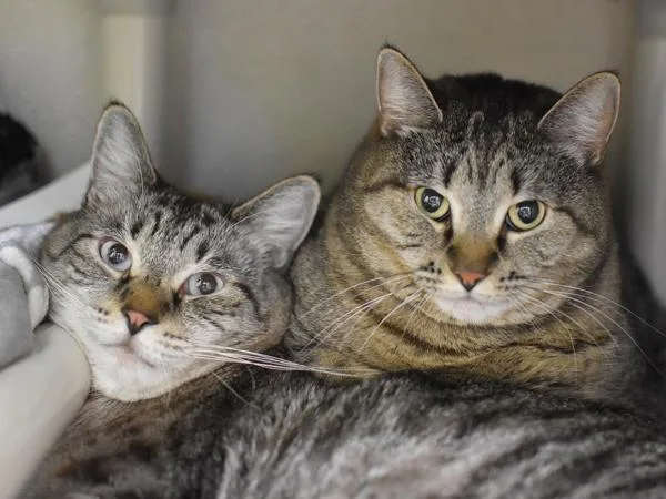 Bella & Merlin