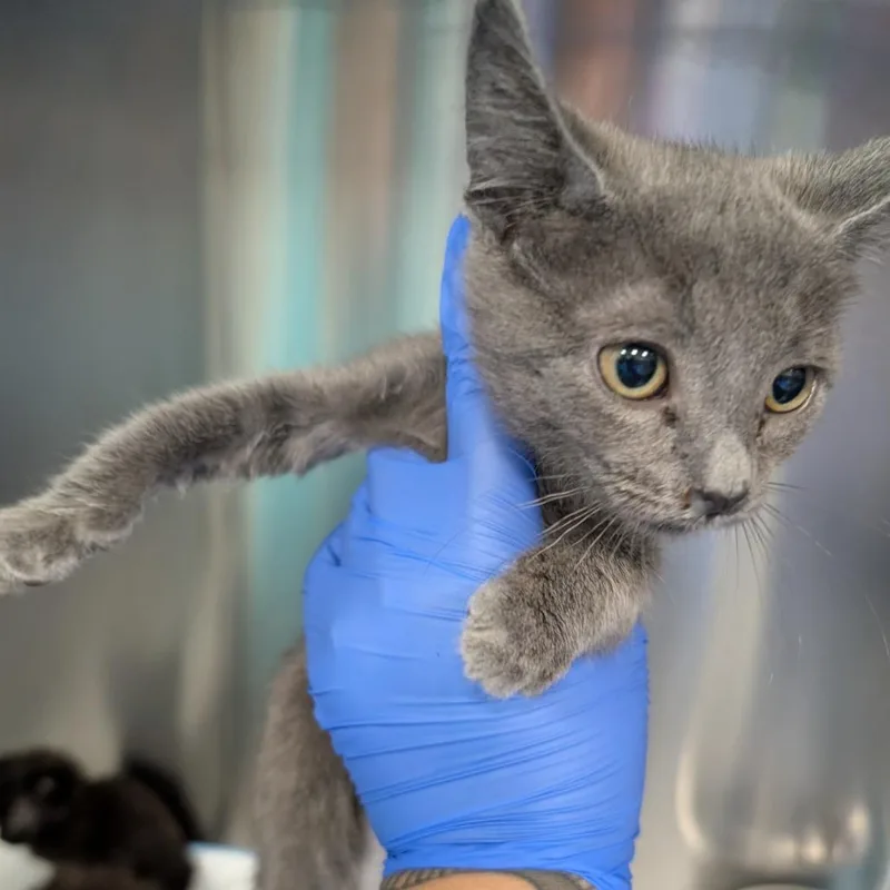 A baby small-sized female Gray / Blue / Silver Domestic Short Hair cat named Haze for adoption in Greensboro, NC