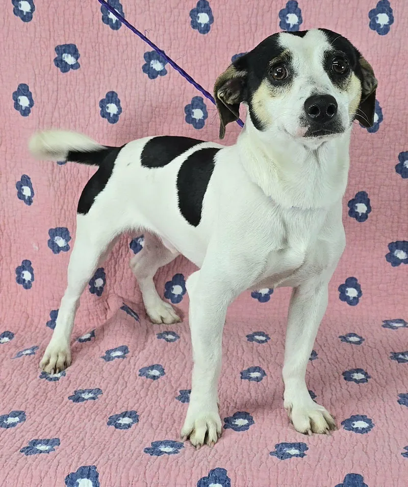 Go Man Go thumbnail 2