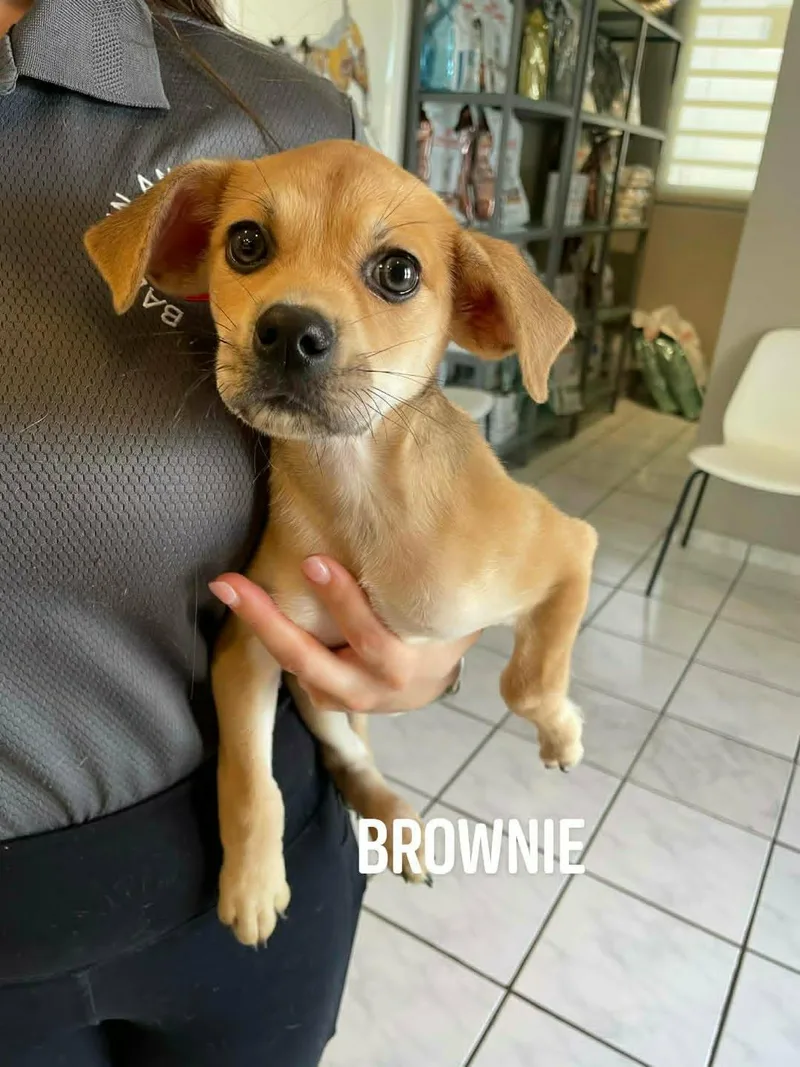 A baby medium-sized female Yellow / Tan / Blond / Fawn Labrador Retriever dog named Brownie for adoption in Huntington, NY