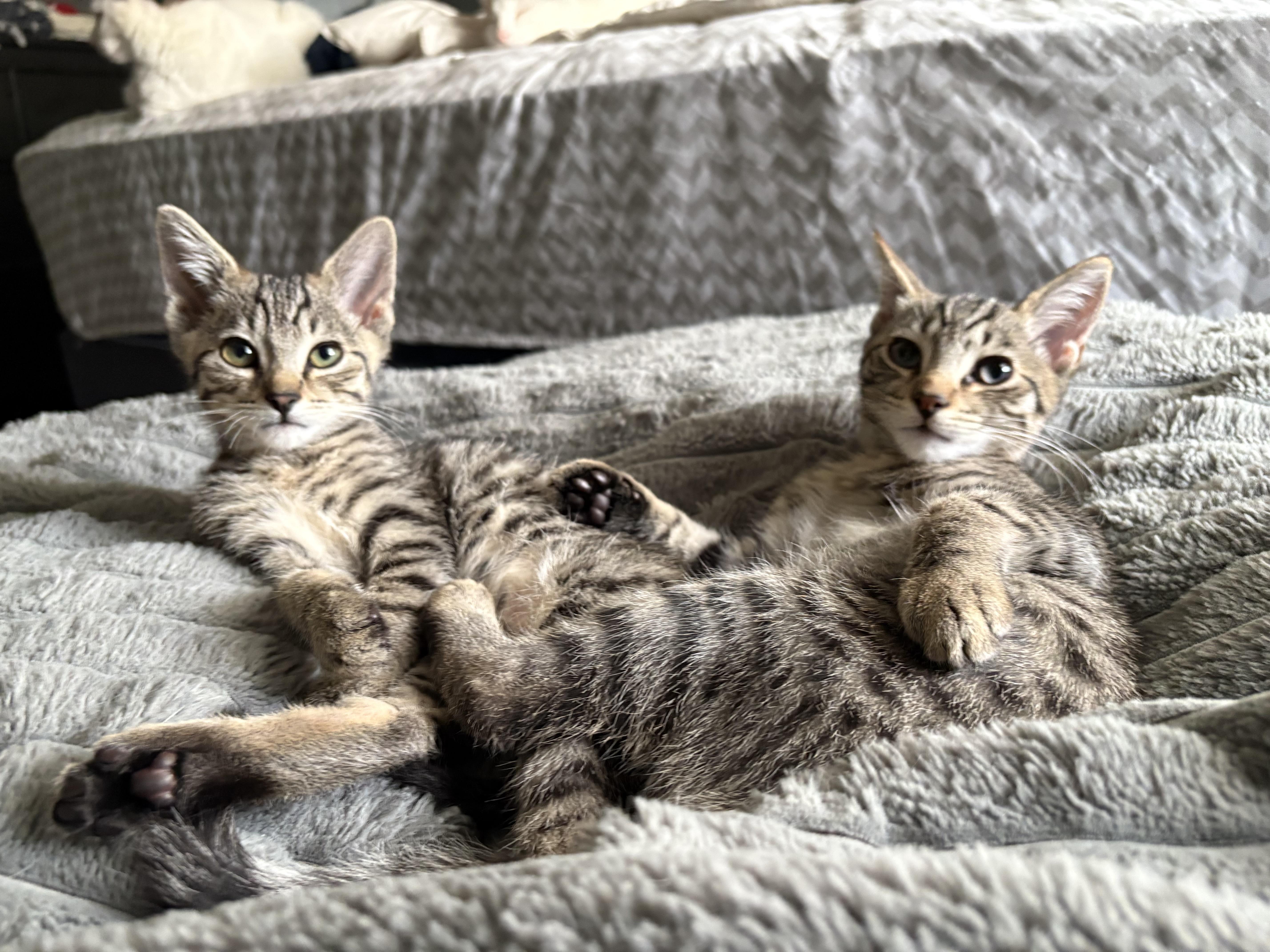 A baby small-sized male Tabby (Buff / Tan / Fawn) Domestic Short Hair cat named Hawthorn And Hemlock for adoption in Warminster, PA