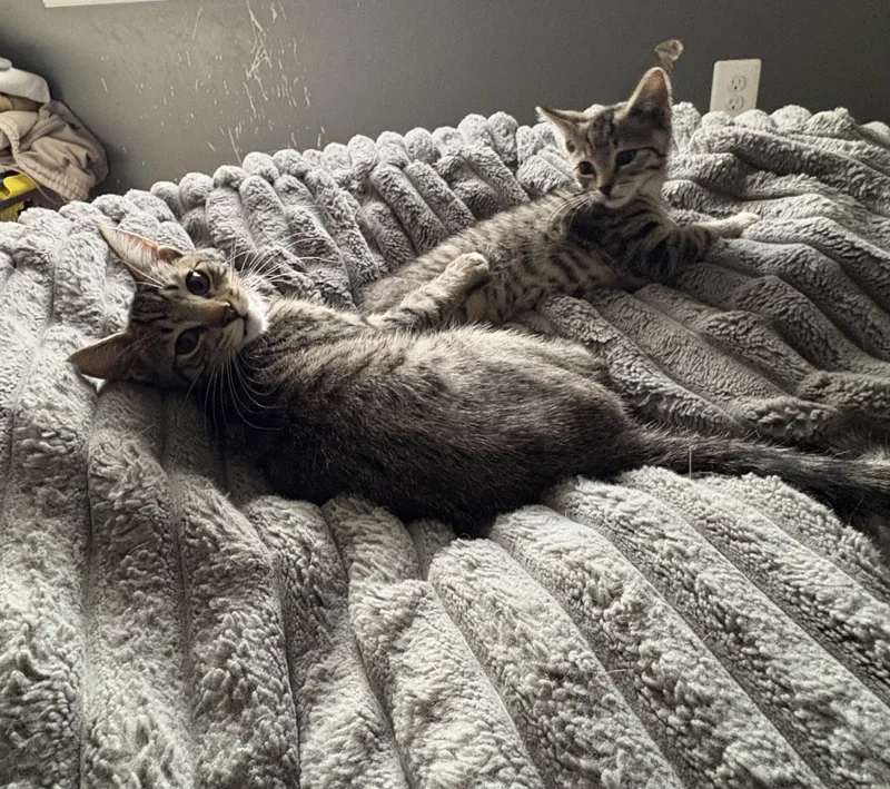 Hawthorn And Hemlock thumbnail 2