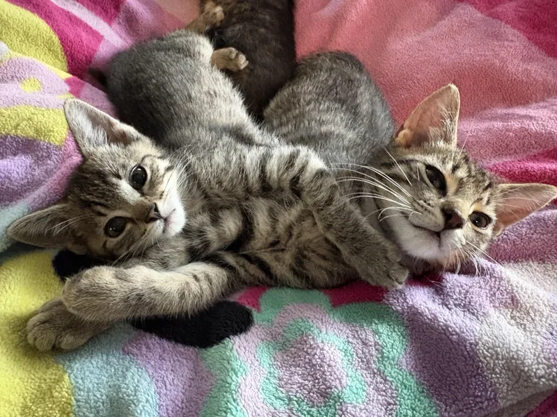 Hawthorn And Hemlock thumbnail 3