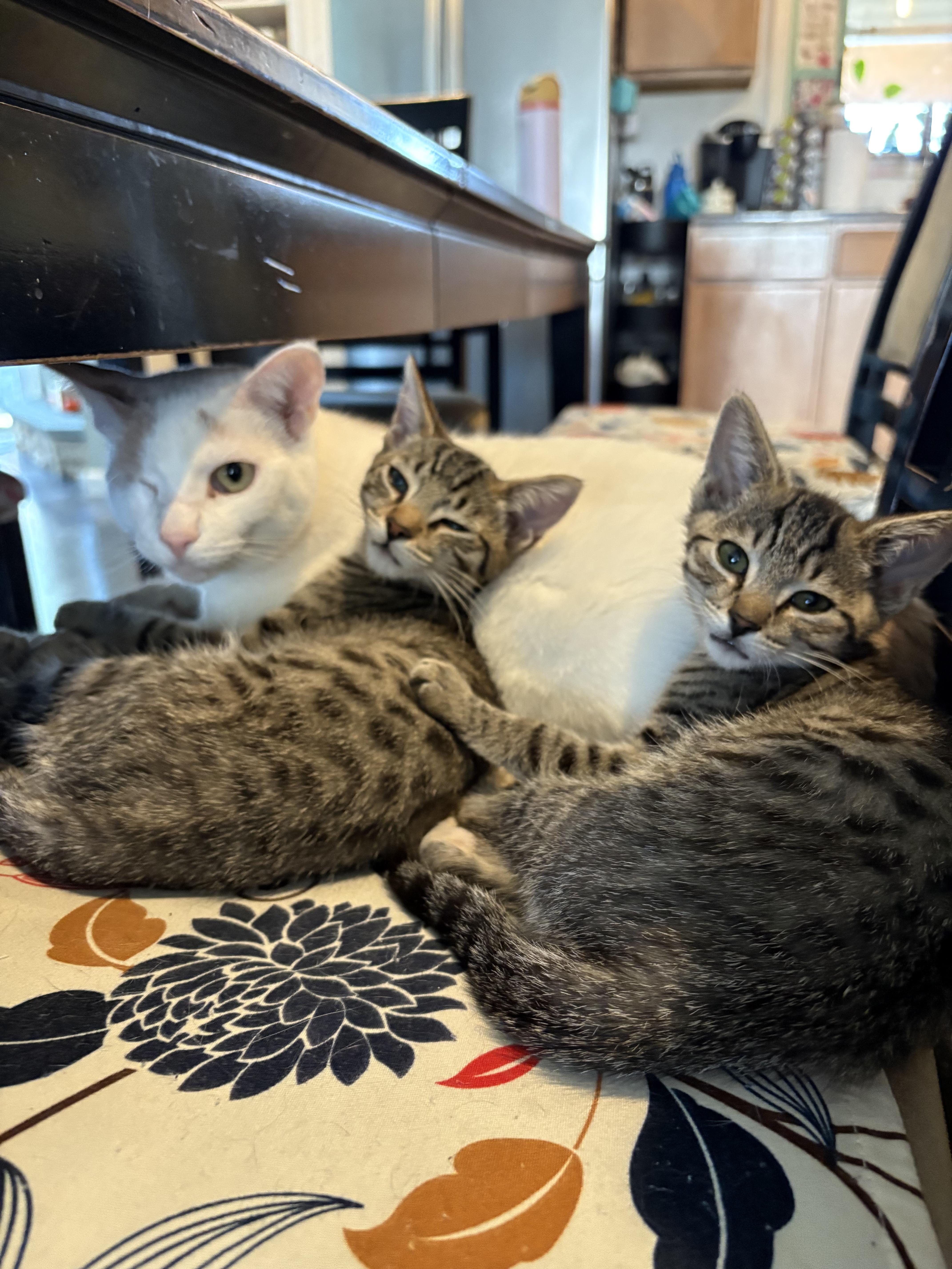 Hawthorn And Hemlock thumbnail 4