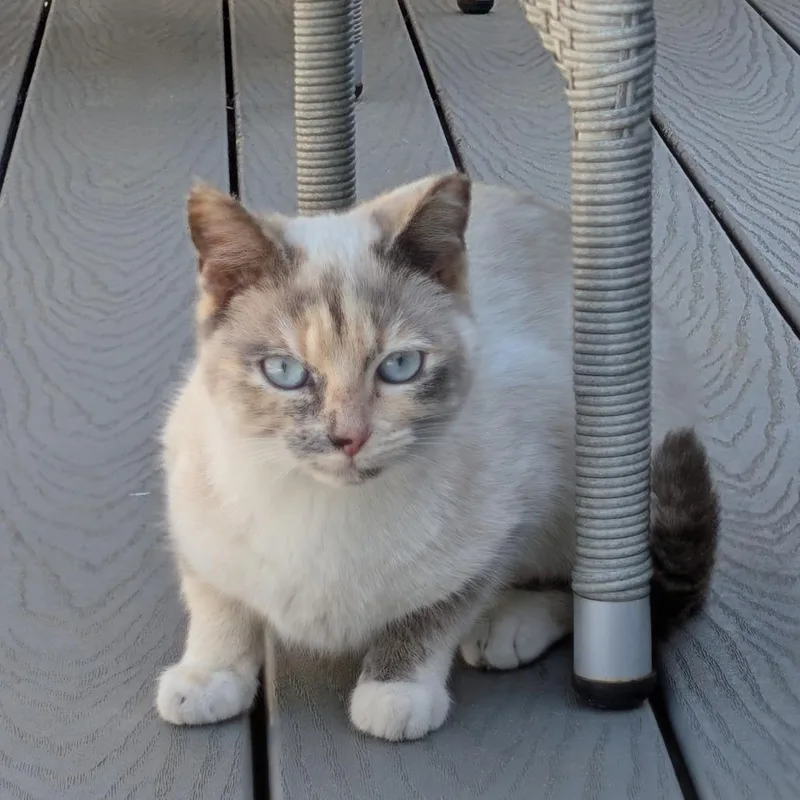 A young medium-sized female Cream / Ivory Siamese cat named Snowy for adoption in Washington, DC
