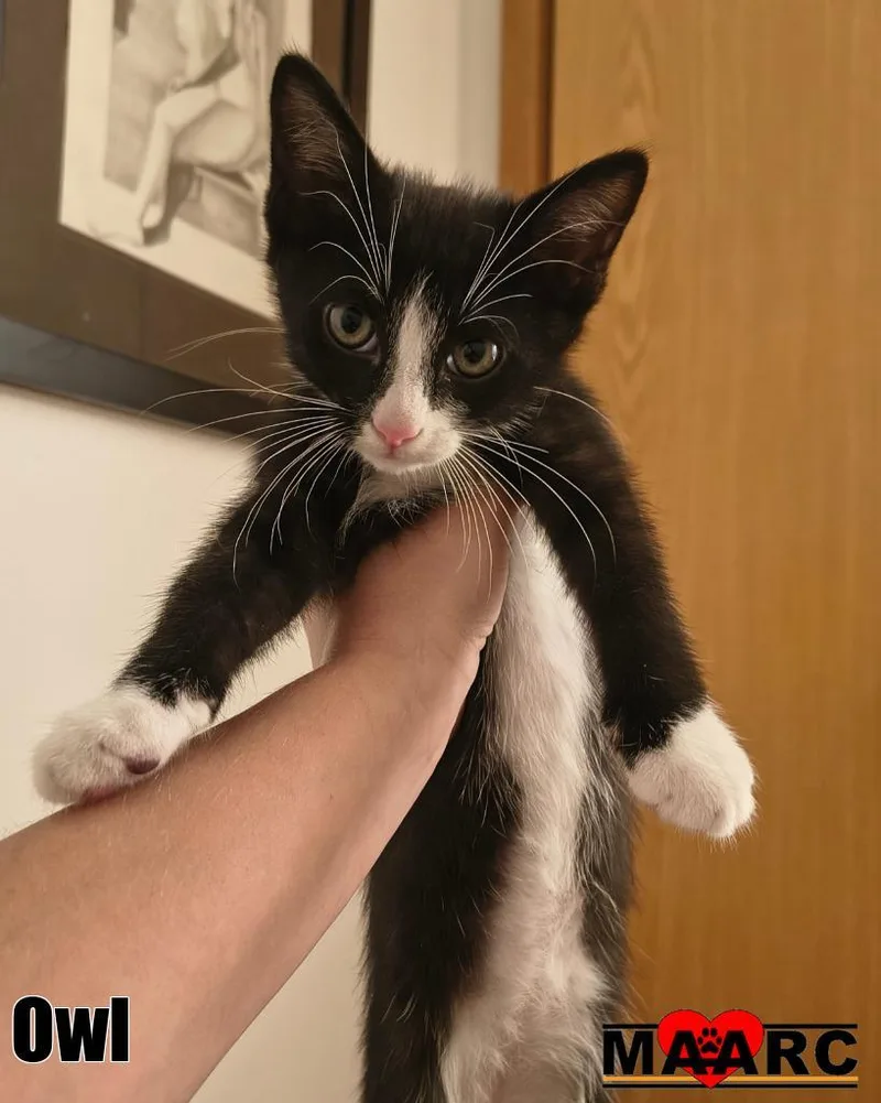 A baby medium-sized male Domestic Short Hair cat named Owl for adoption in Maryville, TN