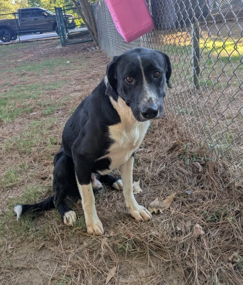 A young large-sized male Labrador Retriever dog named Dollar for adoption in Little Rock, AR
