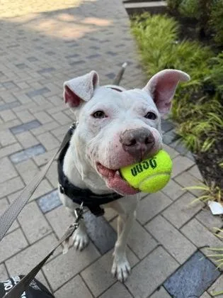 An adult medium-sized male Mixed Breed dog named Grayson for adoption in West Chester, PA