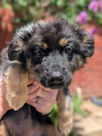 An adult large-sized female Australian Shepherd dog named Amber for adoption in Mansfield, TX