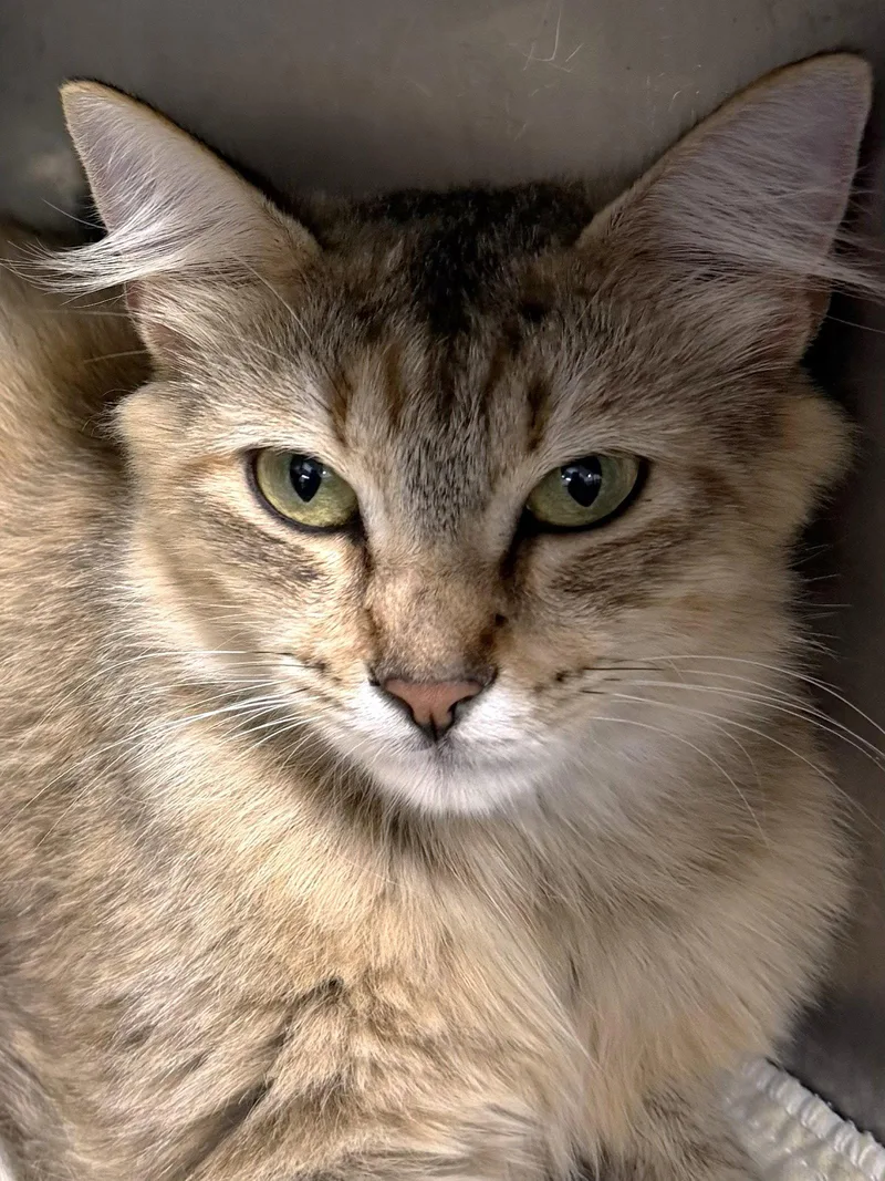 An adult medium-sized female Domestic Medium Hair cat named Alexandra for adoption in Wetumpka, AL