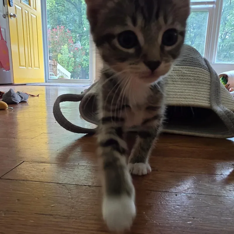 A baby small-sized female Brown / Chocolate Domestic Short Hair cat named Calzone for adoption in Charlotte, NC