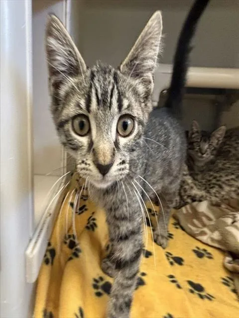 A baby medium-sized male Domestic Short Hair cat named Corlys for adoption in Salinas, CA