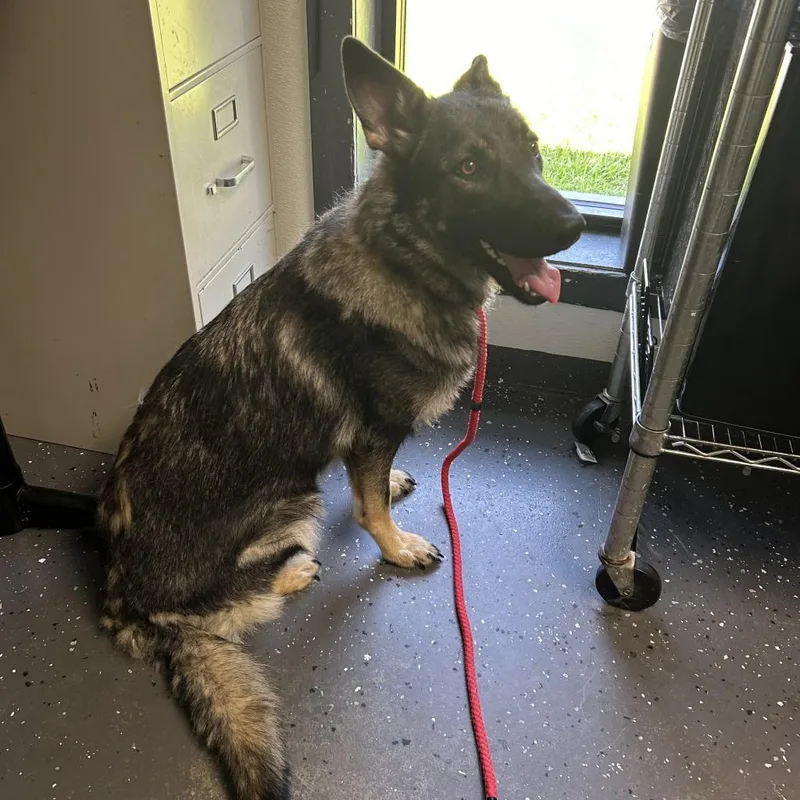 An adult large-sized female Mixed Breed dog named Sable for adoption in Columbiana, AL